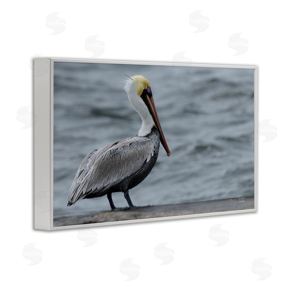 Nathan Larson Pelican Watch Photography White Framed Giclee Wall Art Print