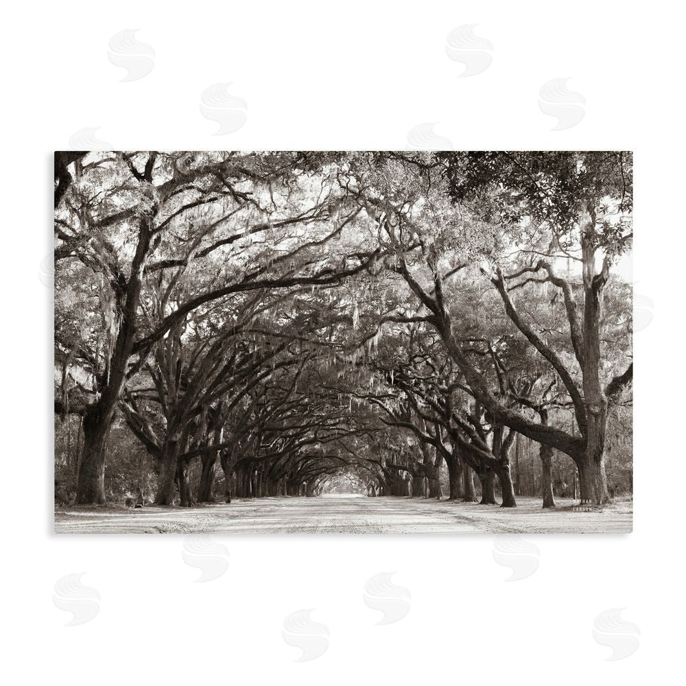 Nathan Larson Georgia Stroll Tree Tunnel Stretched Canvas Wall Art Print