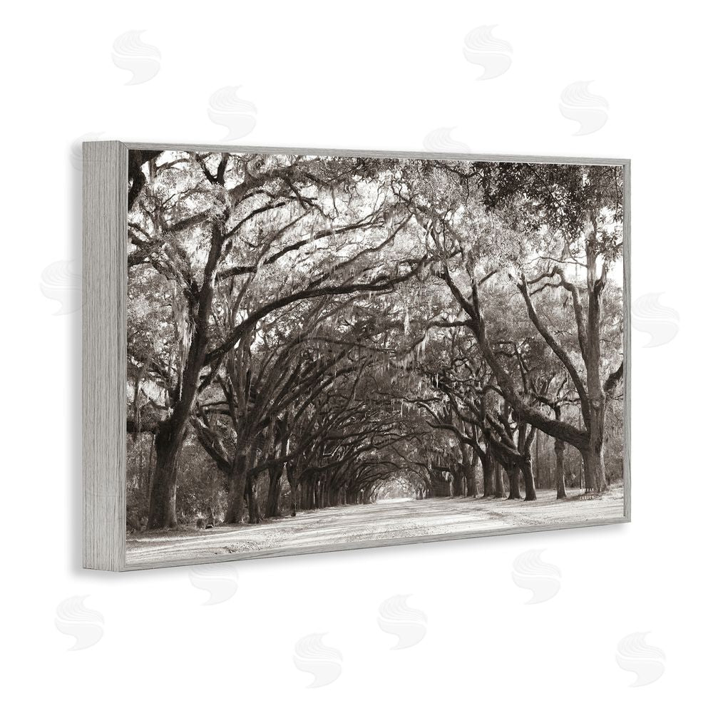 Nathan Larson Georgia Stroll Tree Tunnel Gray Framed Giclee Wall Art Print