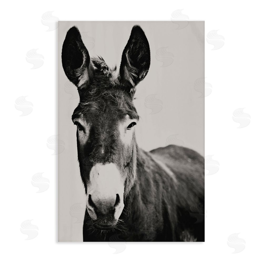 Amy Carroll Franz the Donkey Portrait Stretched Canvas Wall Art