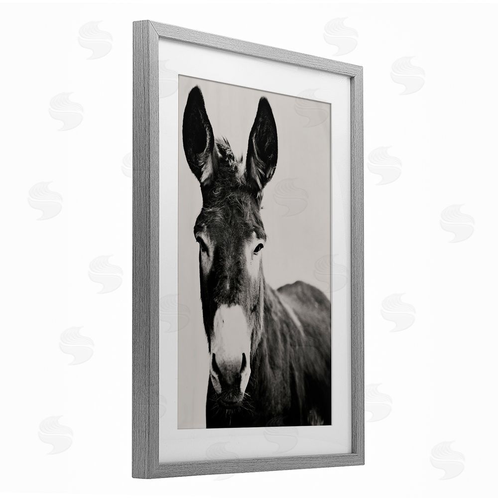 Amy Carroll Franz the Donkey Portrait Gray Framed Print Under Glass with Mat Wall Art