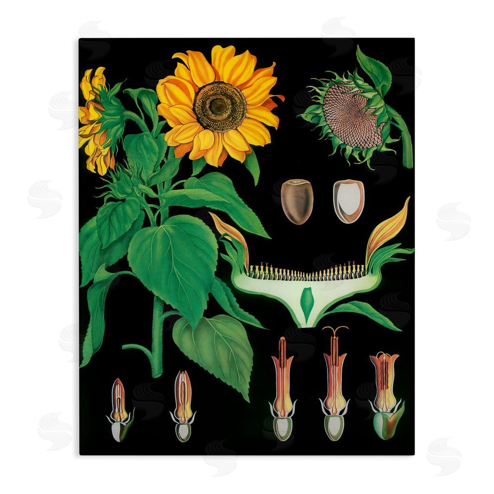 Vintage Hustle Sunflower Bulb Illustrations Stretched Canvas Wall Art Print