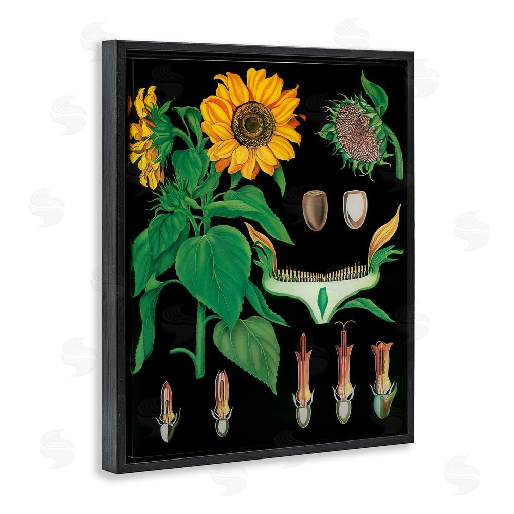 Vintage Hustle Sunflower Bulb Illustrations Black Floating Frame Canvas Wall Art Print