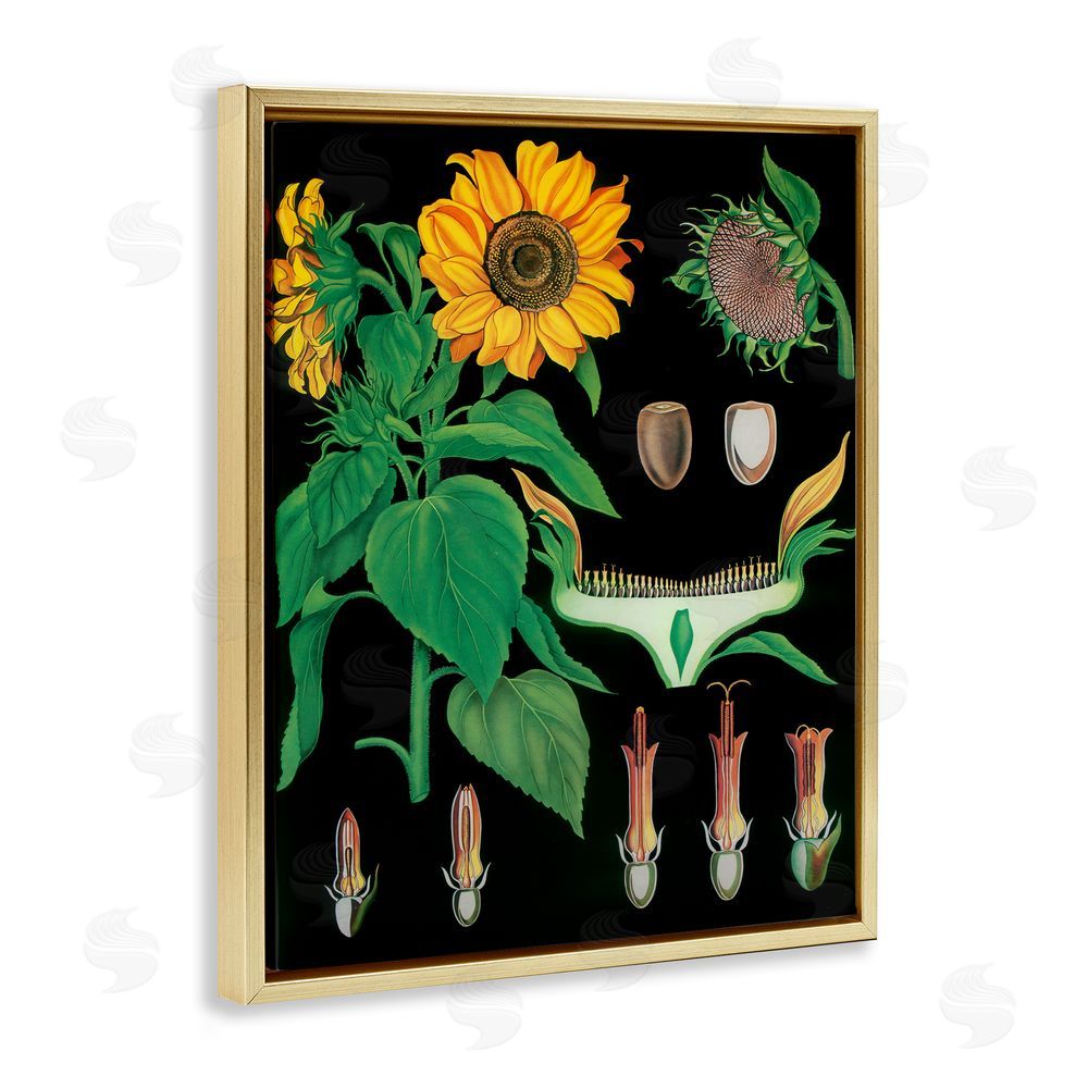 Vintage Hustle Sunflower Bulb Illustrations Gold Floating Frame Canvas Wall Art Print