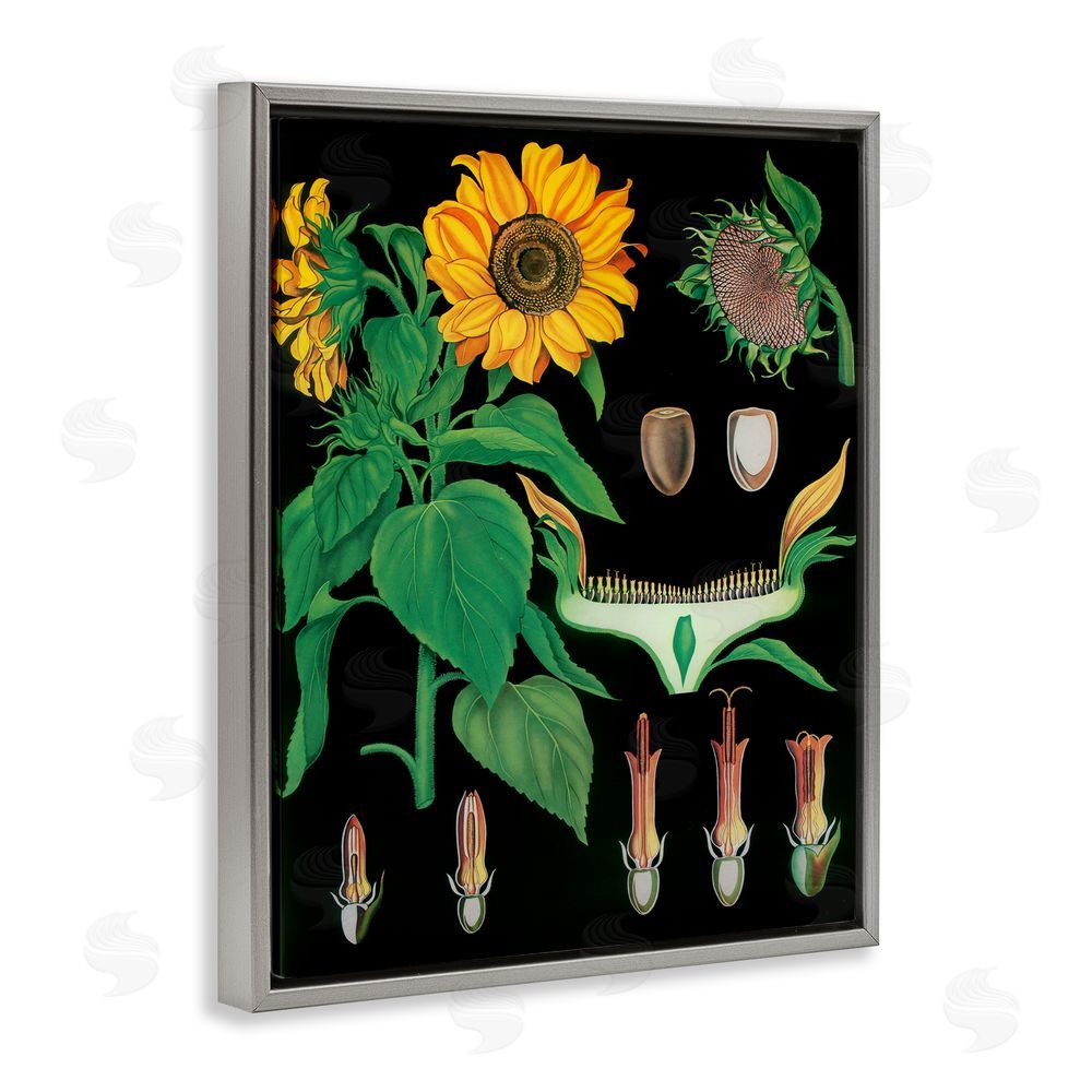 Vintage Hustle Sunflower Bulb Illustrations Gray Floating Frame Canvas Wall Art Print
