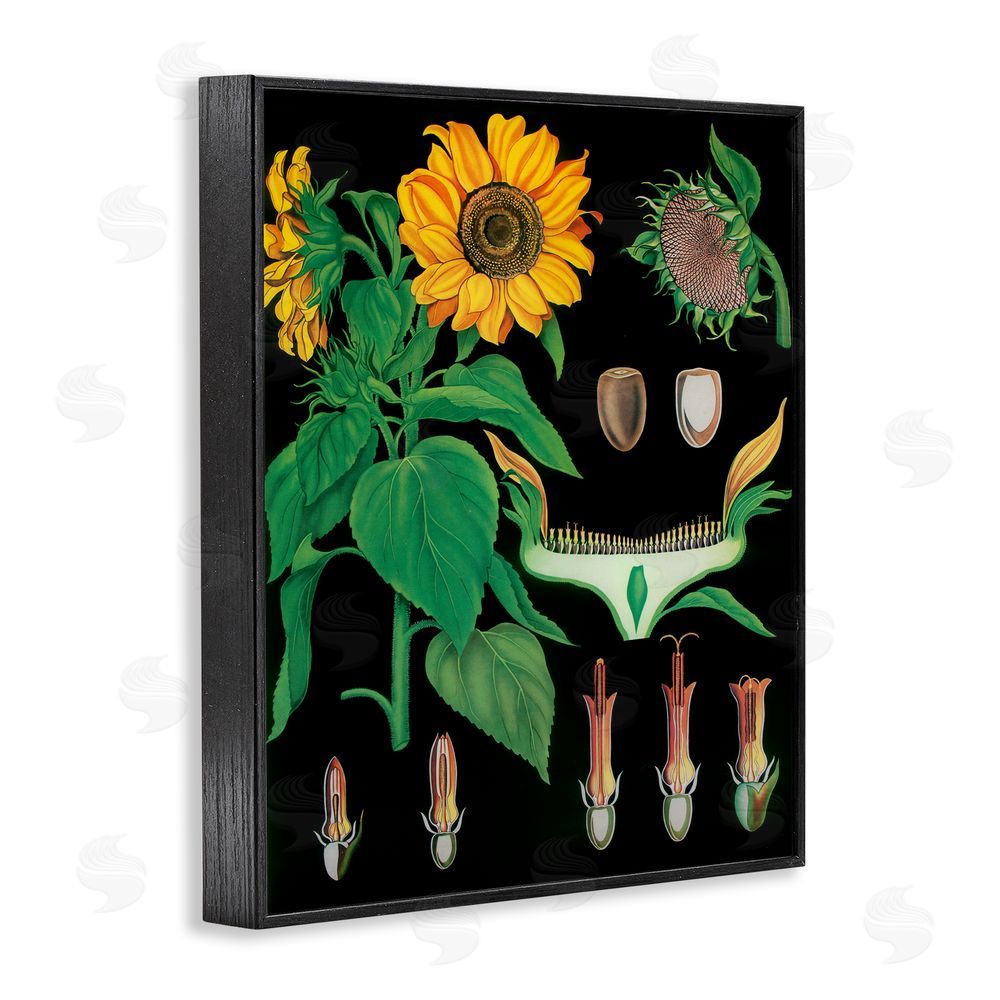 Vintage Hustle Sunflower Bulb Illustrations Black Framed Giclee Wall Art Print