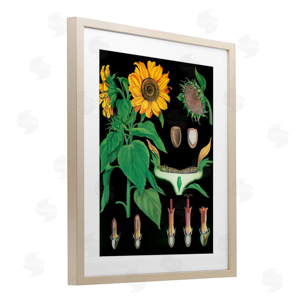 Vintage Hustle Sunflower Bulb Illustrations Brown Framed Print Under Glass Wall Art