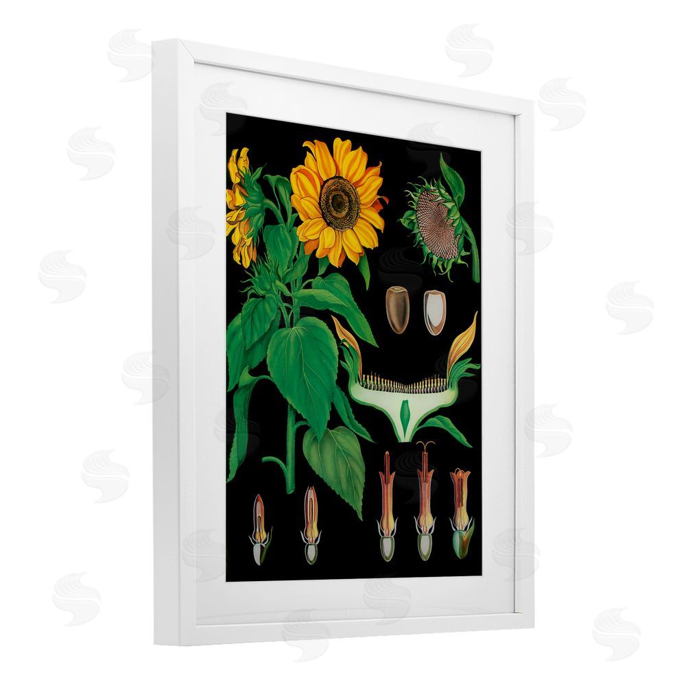 Vintage Hustle Sunflower Bulb Illustrations White Framed Print Under Glass Wall Art