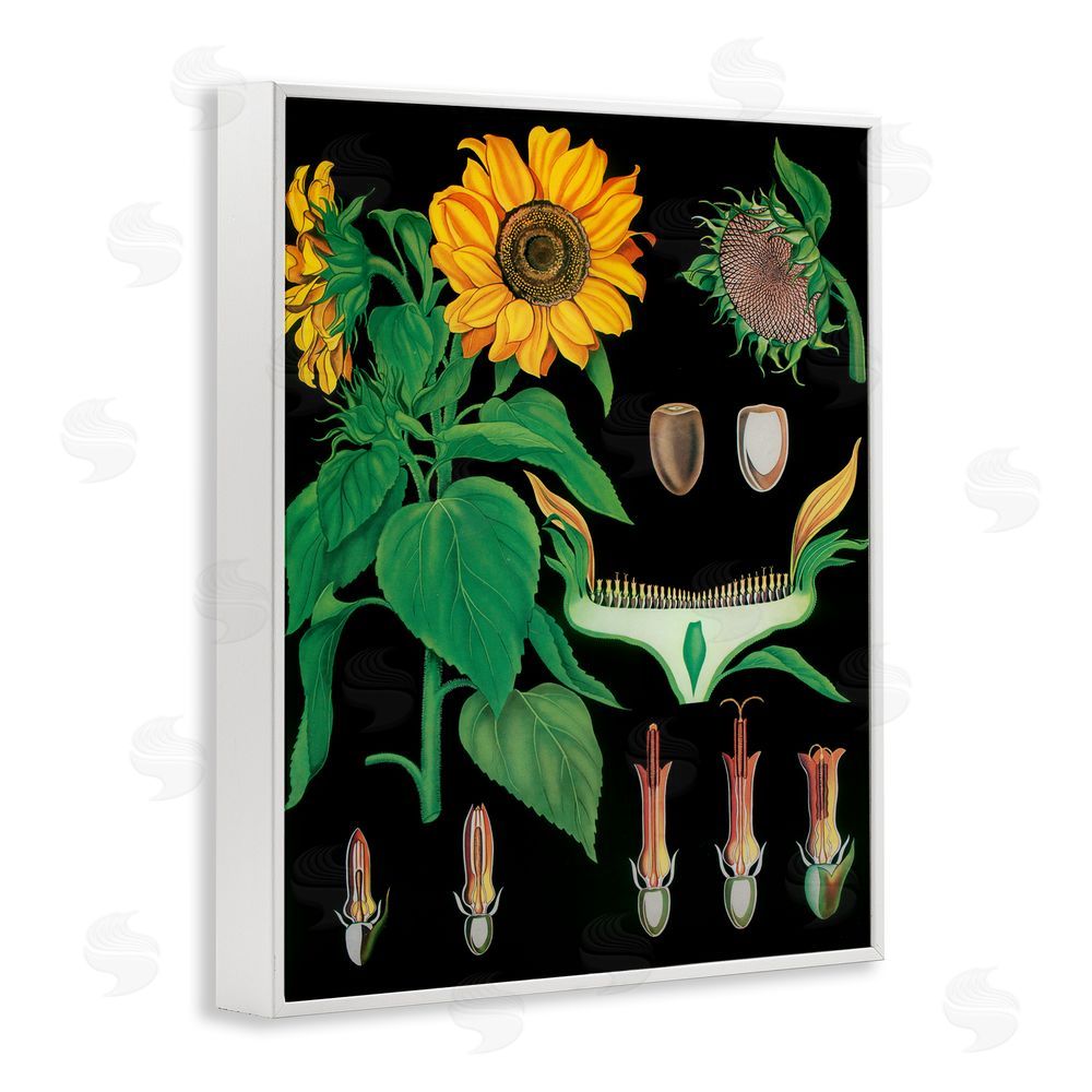 Vintage Hustle Sunflower Bulb Illustrations White Framed Giclee Wall Art Print