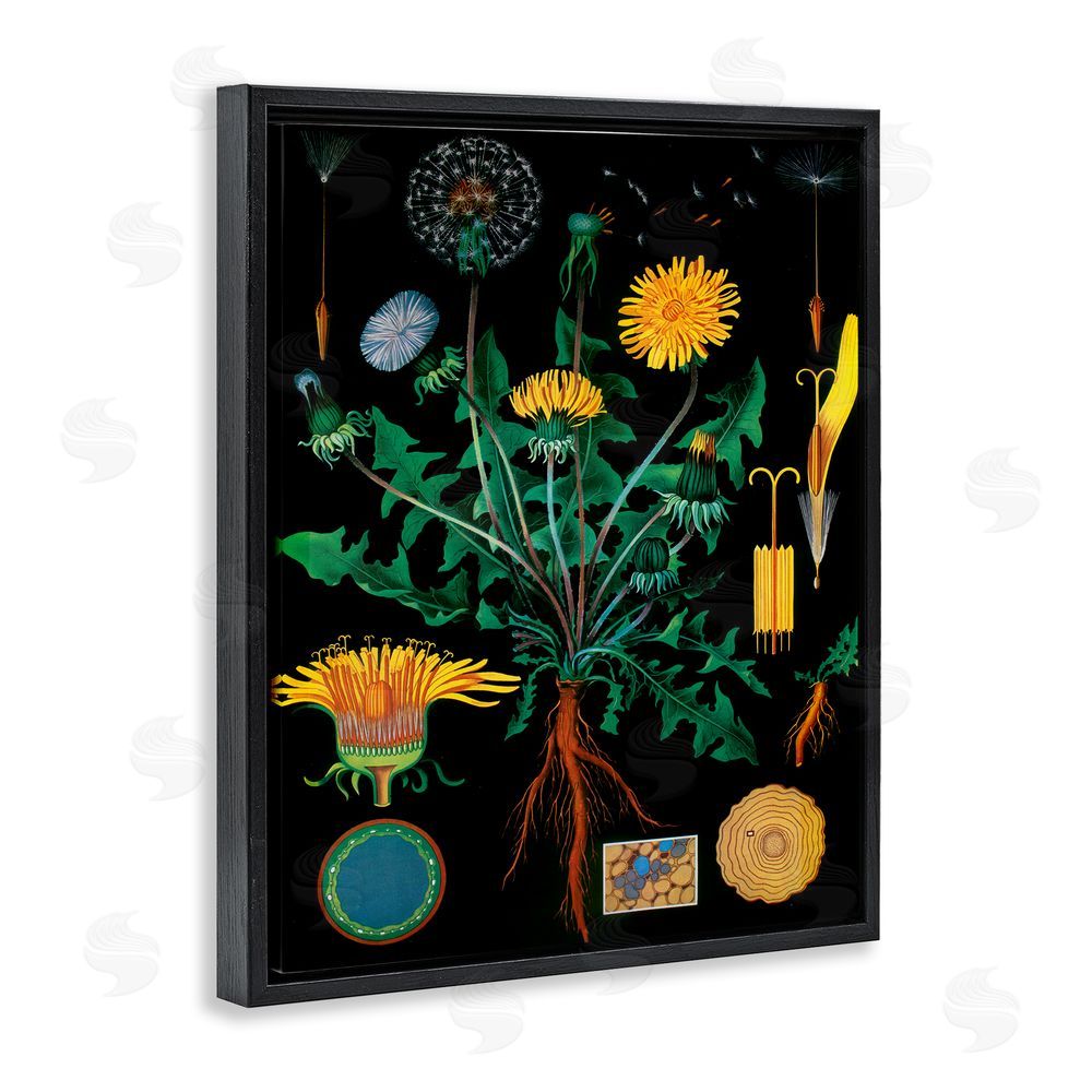 Vintage Hustle Dandelion Botanical Illustration Black Floating Frame Wall Art Print