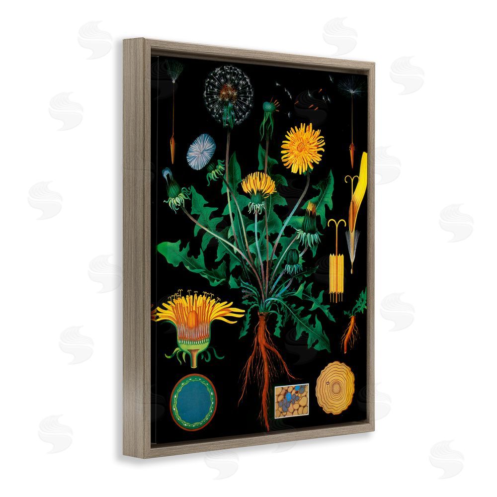 Vintage Hustle Dandelion Botanical Illustration Brown Floating Frame Wall Art Print