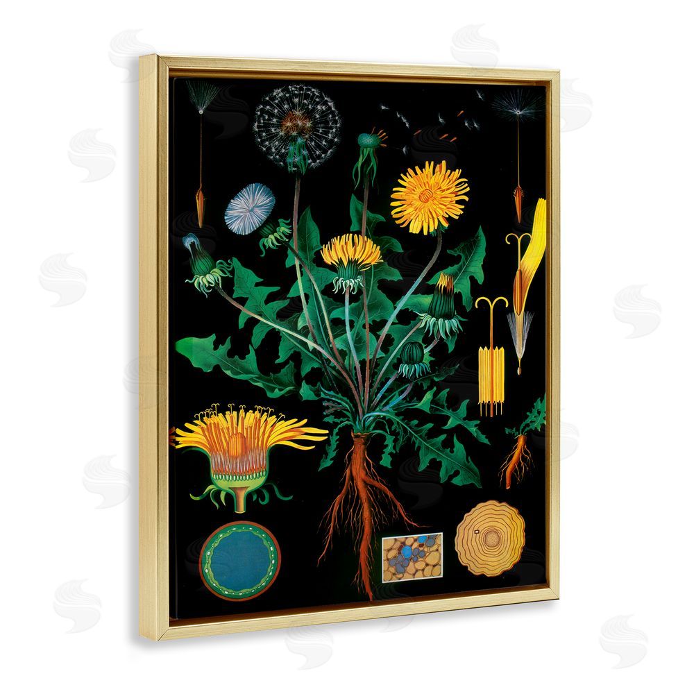 Vintage Hustle Dandelion Botanical Illustration Gold Floating Frame Wall Art Print