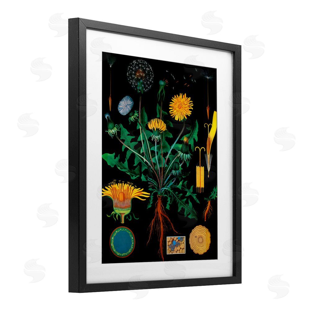 Vintage Hustle Dandelion Botanical Illustration Black Framed Print Under Glass Wall Art