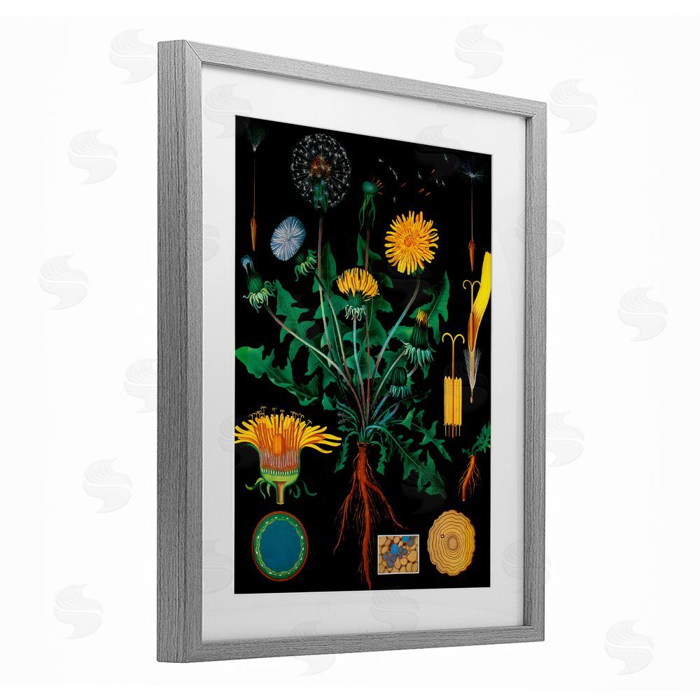 Vintage Hustle Dandelion Botanical Illustration Gray Framed Print Under Glass Wall Art