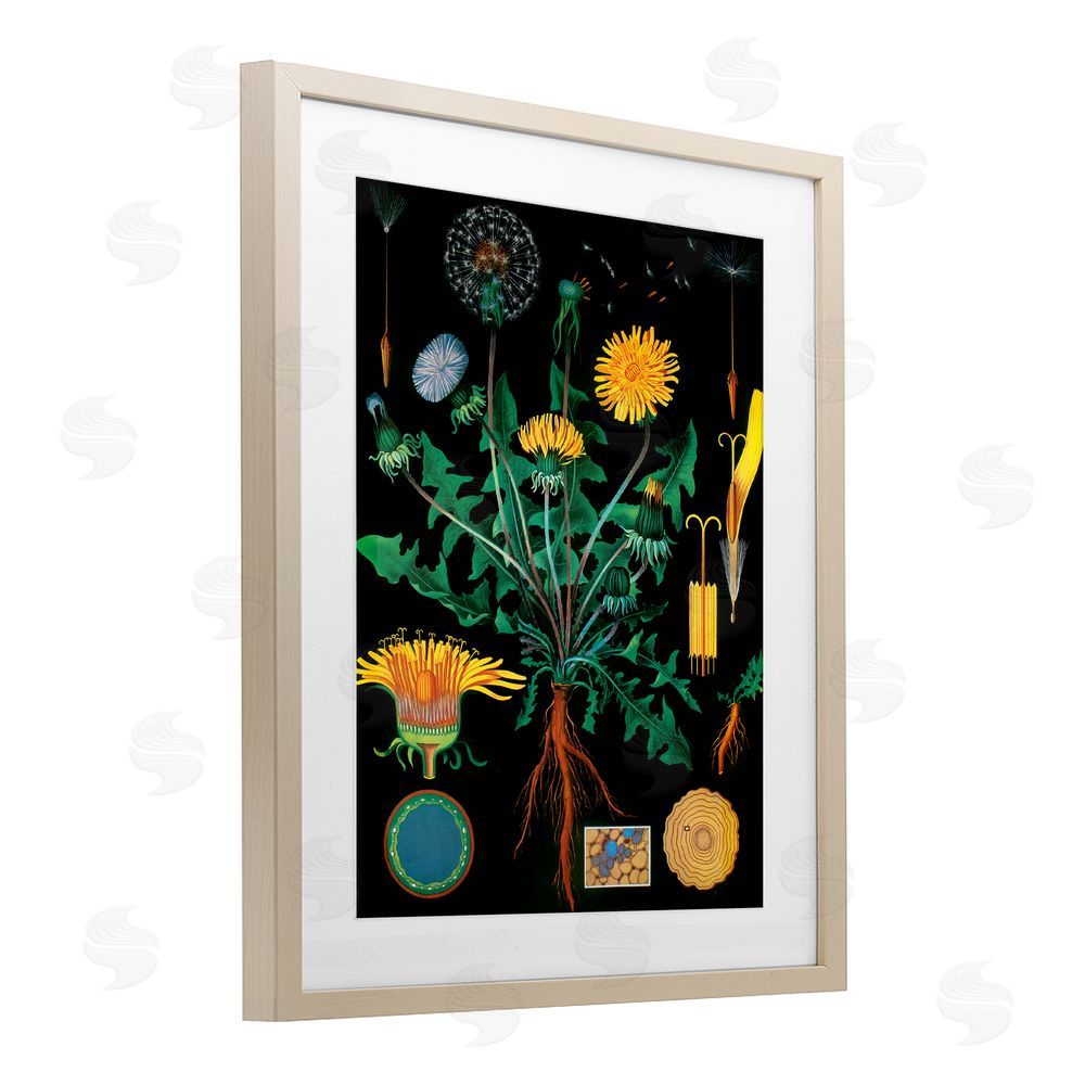 Vintage Hustle Dandelion Botanical Illustration Birch Framed Print Under Glass Wall Art