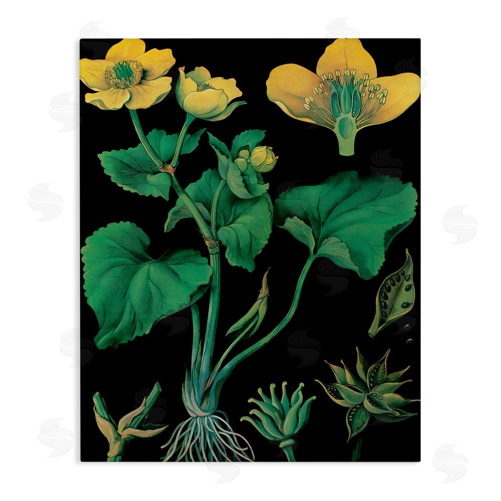 Vintage Hustle Marsh Marigold Illustration Study Stretched Canvas Wall Art