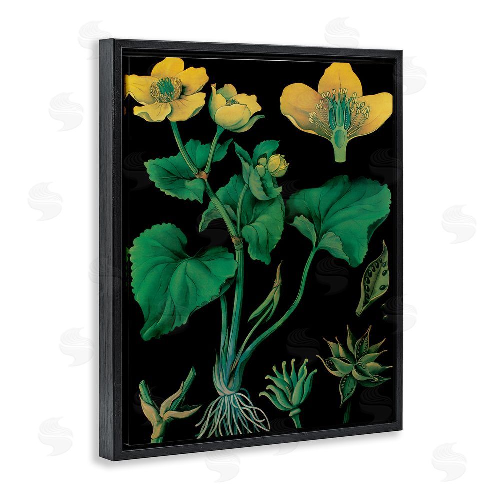 Vintage Hustle Marsh Marigold Illustration Study Black Floating Frame Canvas Wall Art