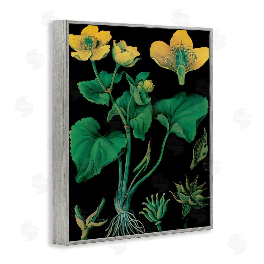 Vintage Hustle Marsh Marigold Illustration Study Gray Framed Giclee Wall Art Print