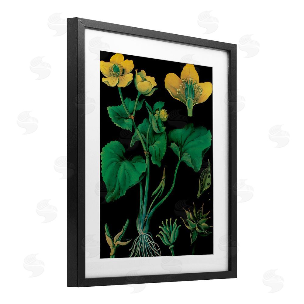 Vintage Hustle Marsh Marigold Illustration Study Black Framed Print Under Glass with Mat Wall Art
