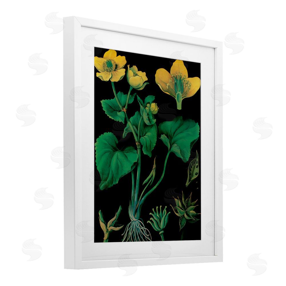 Vintage Hustle Marsh Marigold Illustration Study White Framed Print Under Glass with Mat Wall Art