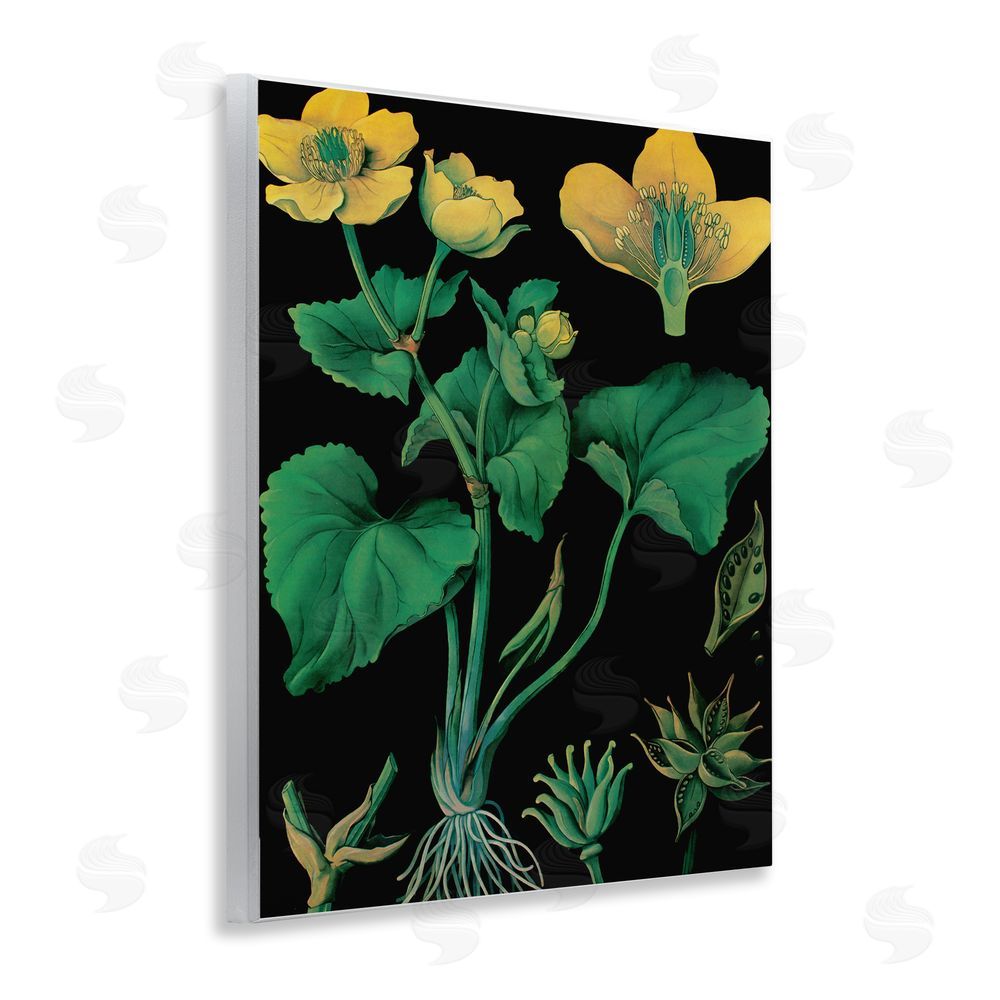 Vintage Hustle Marsh Marigold Illustration Study Wooden Wall Plaque Art Print
