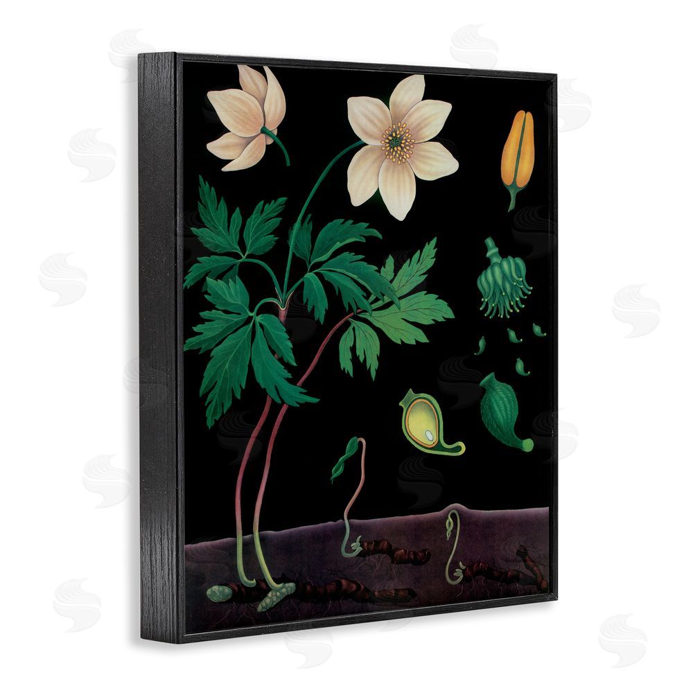 Vintage Hustle Sprouting Wildflower Illustrations Black Framed Giclee Wall Art Print