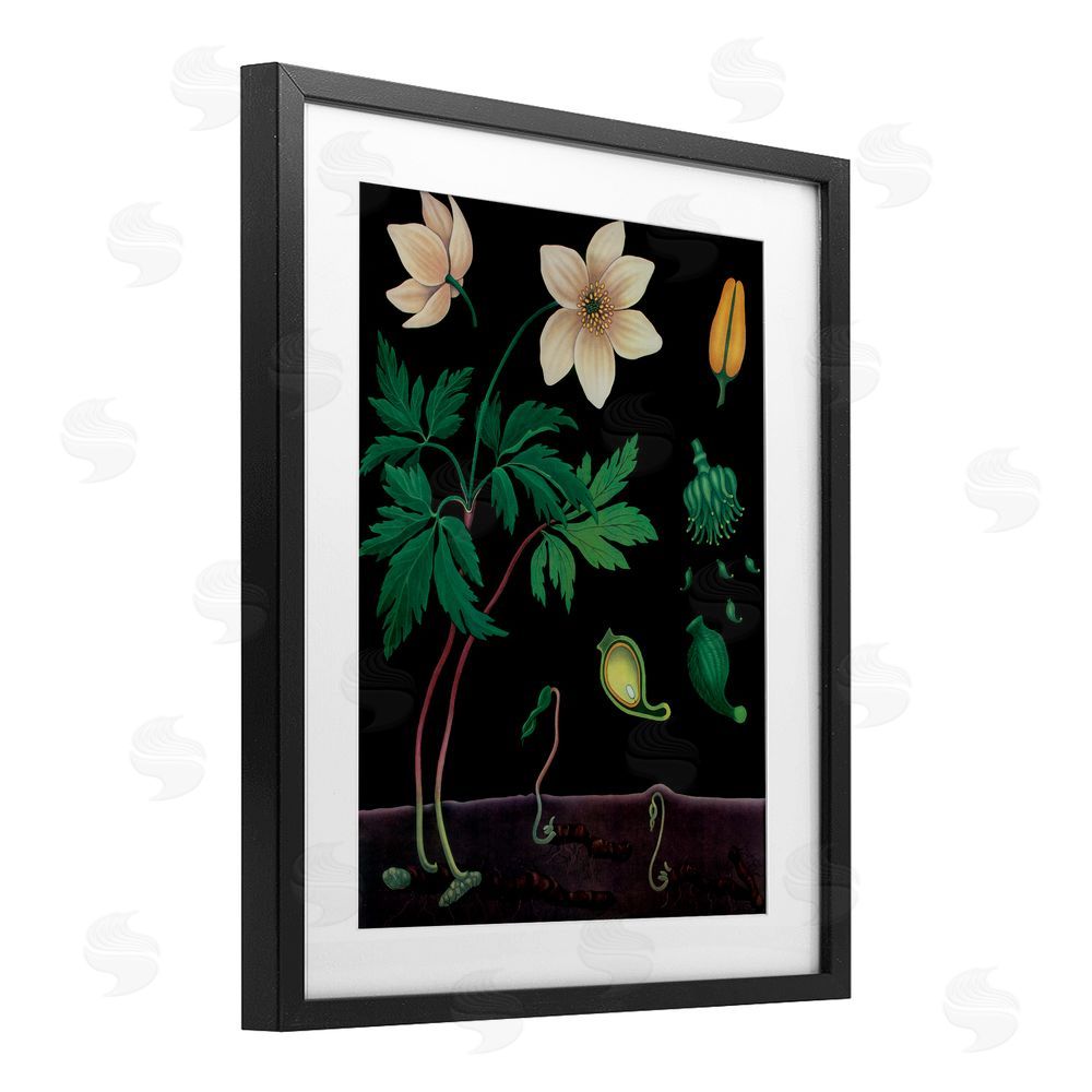 Vintage Hustle Sprouting Wildflower Illustrations Black Framed Print Under Glass Wall Art