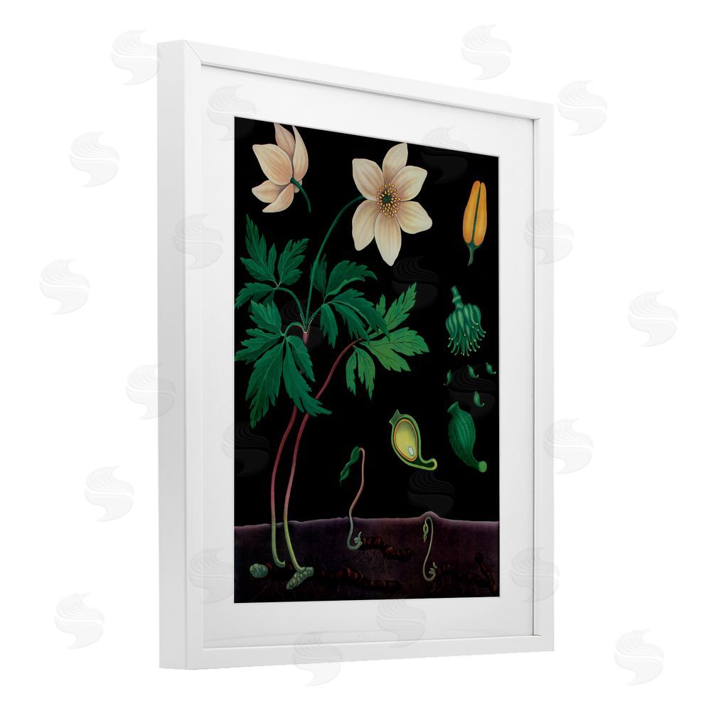 Vintage Hustle Sprouting Wildflower Illustrations White Framed Print Under Glass Wall Art