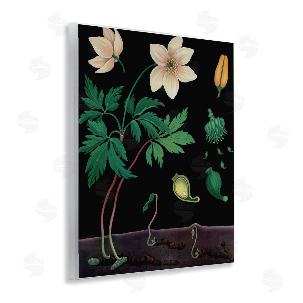 Vintage Hustle Sprouting Wildflower Illustrations Wall Plaque Art Print