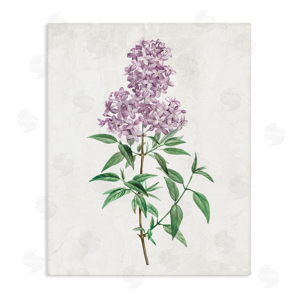 Kim Allen Lilac Blossoms Blooms Stretched Canvas Wall Art