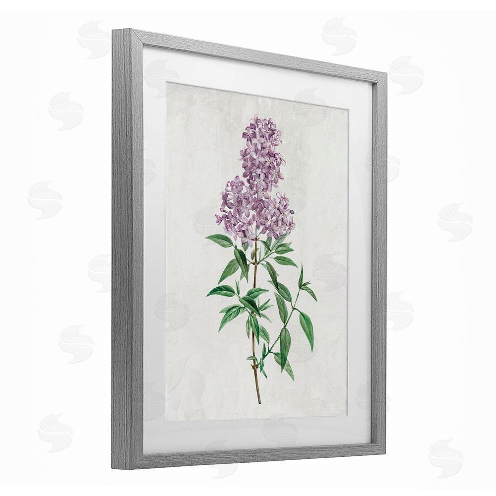 Kim Allen Lilac Blossoms Blooms Gray Framed Print Under Glass with Mat Wall Art