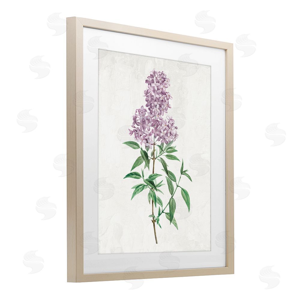 Kim Allen Lilac Blossoms Blooms Brown Framed Print Under Glass with Mat Wall Art