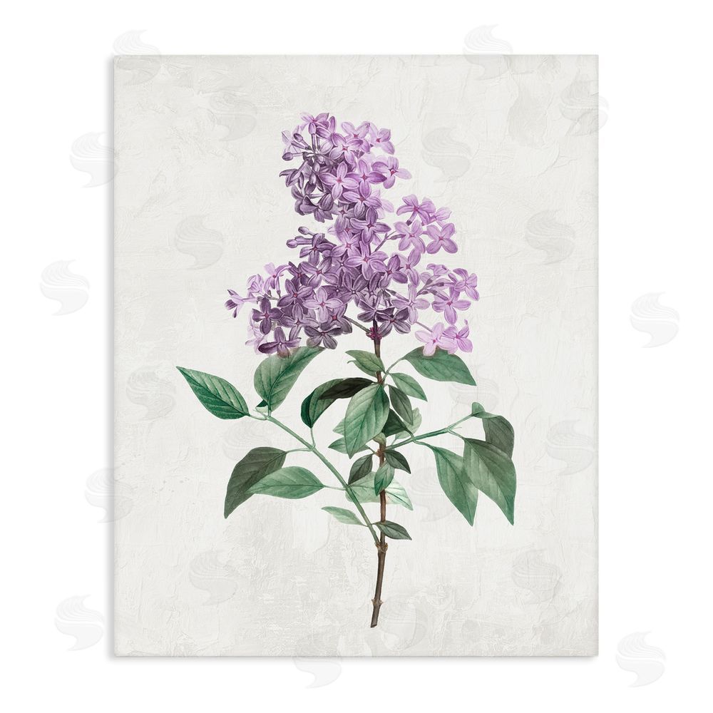 Kim Allen Lilac Herb Blossoms Stretched Canvas Wall Art