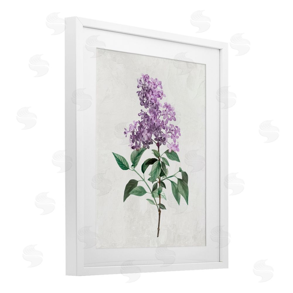 Kim Allen Lilac Herb Blossoms White Framed Print Under Glass with Mat Wall Art