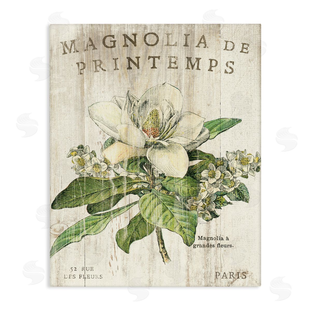 French Magnolias In Spring Canvas Wall Art, Home Decor by Sue Schlabach