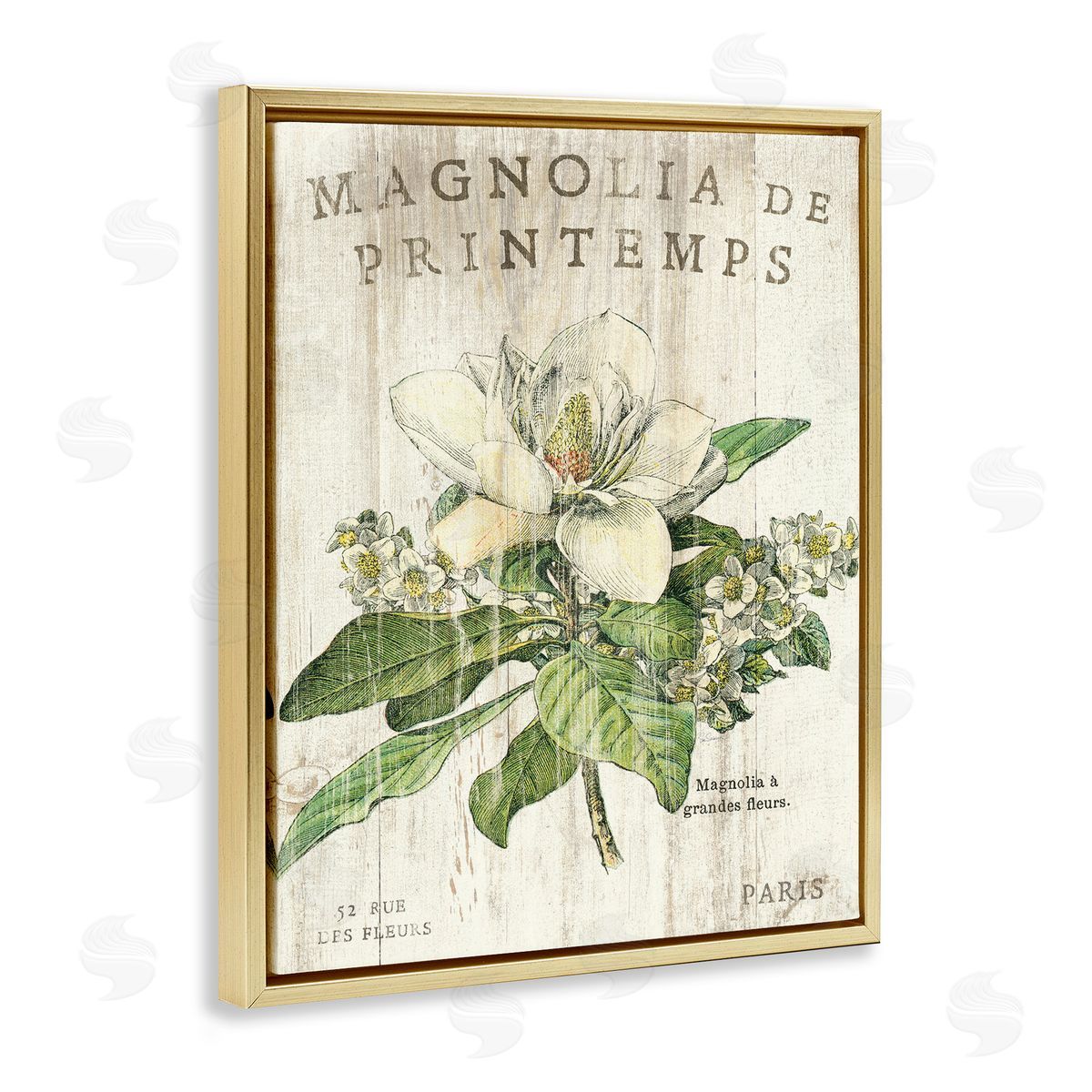 French Magnolias In Spring Gold Floating Frame Canvas Wall Art, Home Decor by Sue Schlabach