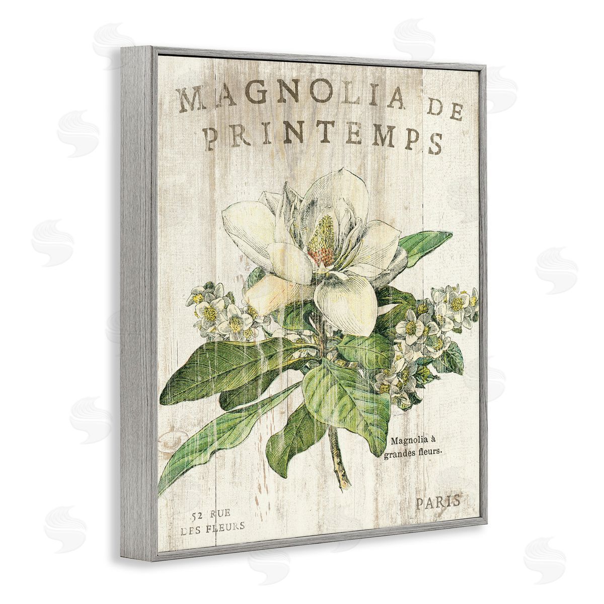 French Magnolias In Spring Grey Frame Print Wall Art, Home Decor by Sue Schlabach