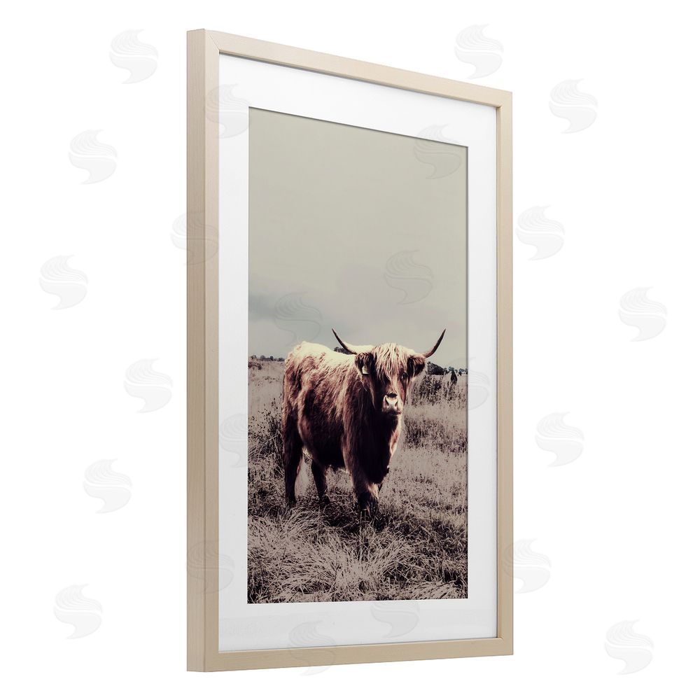 Sundance Graphics Horned Cattle in Pasture Birch Framed Print Under Glass Wall Art