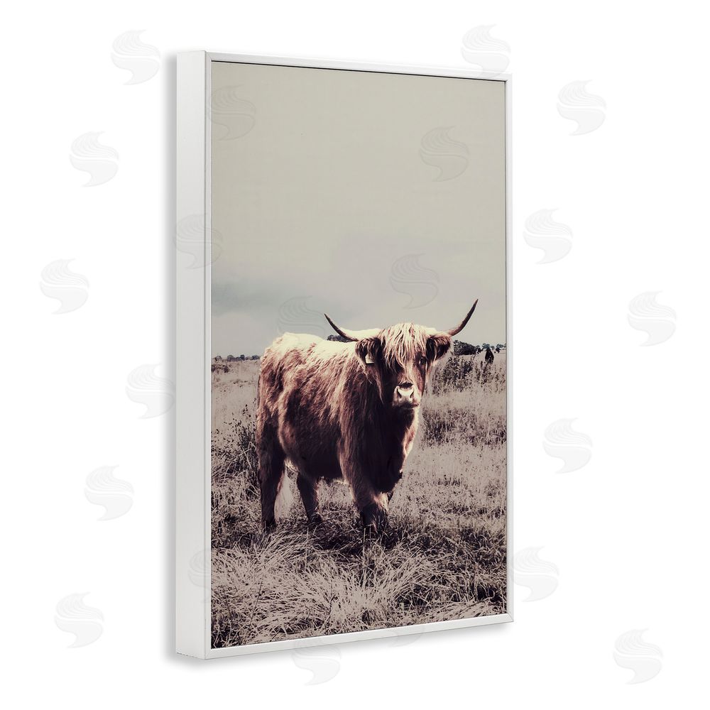 Sundance Graphics Horned Cattle in Pasture White Framed Giclee Wall Art Print