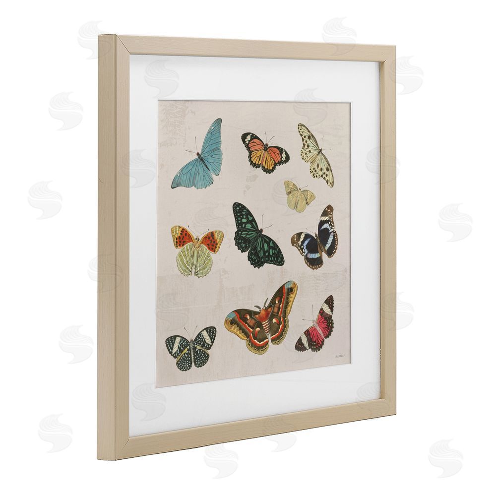 Sundance Graphics Vintage Butterfly Flight Birch Framed Print Under Glass Wall Art