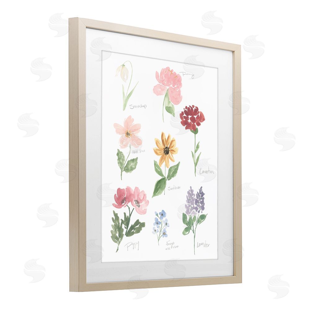 Sundance Graphics Labeled Flower Varieties Birch Framed Print Under Glass Wall Art