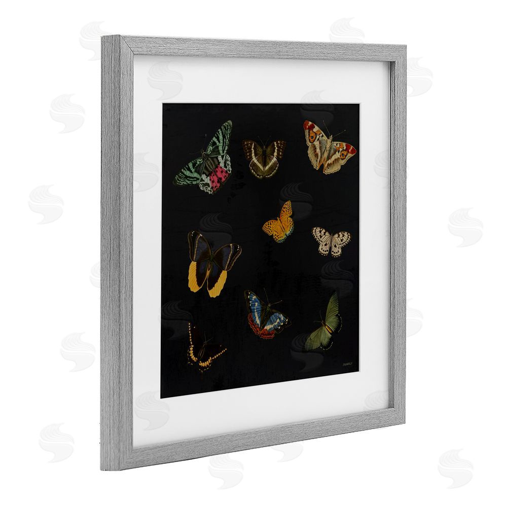Sundance Graphics Butterfly & Moth Collection Gray Framed Print Under Glass Wall Art