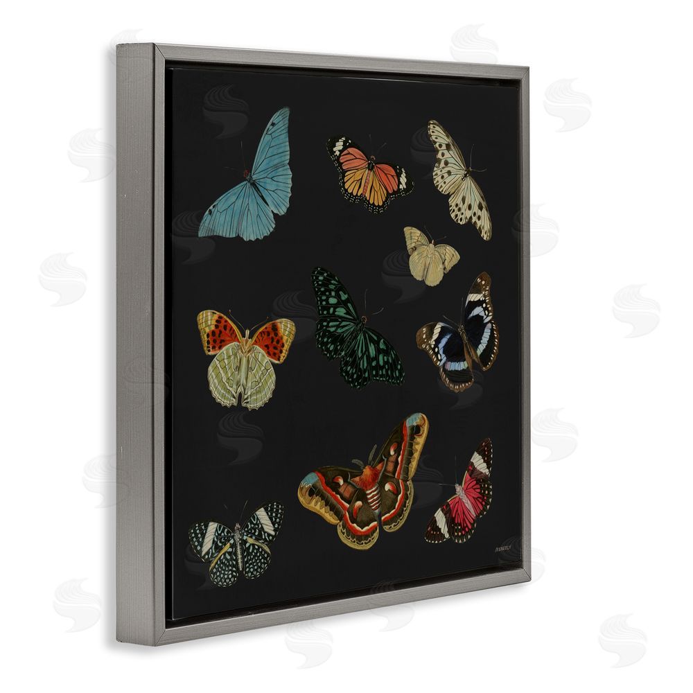 Sundance Graphics Insects Group on Black Gray Floating Frame Canvas Wall Art Print