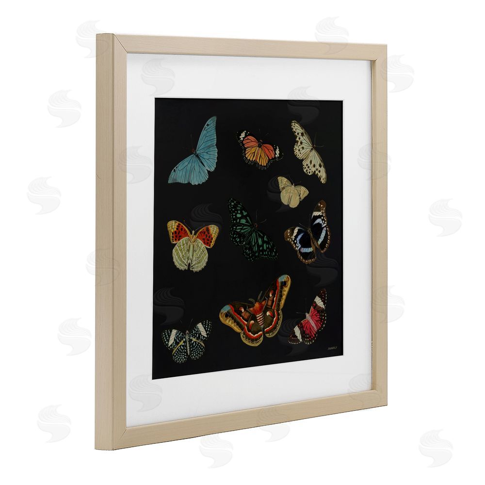 Sundance Graphics Insects Group on Black Birch Framed Print Under Glass Wall Art
