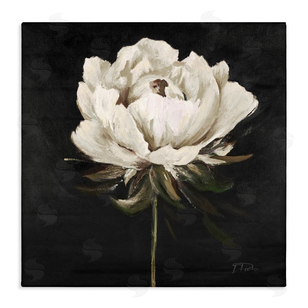 Patricia Pinto Pretty Delicate Bloom on Black Stretched Canvas Wall Art Print