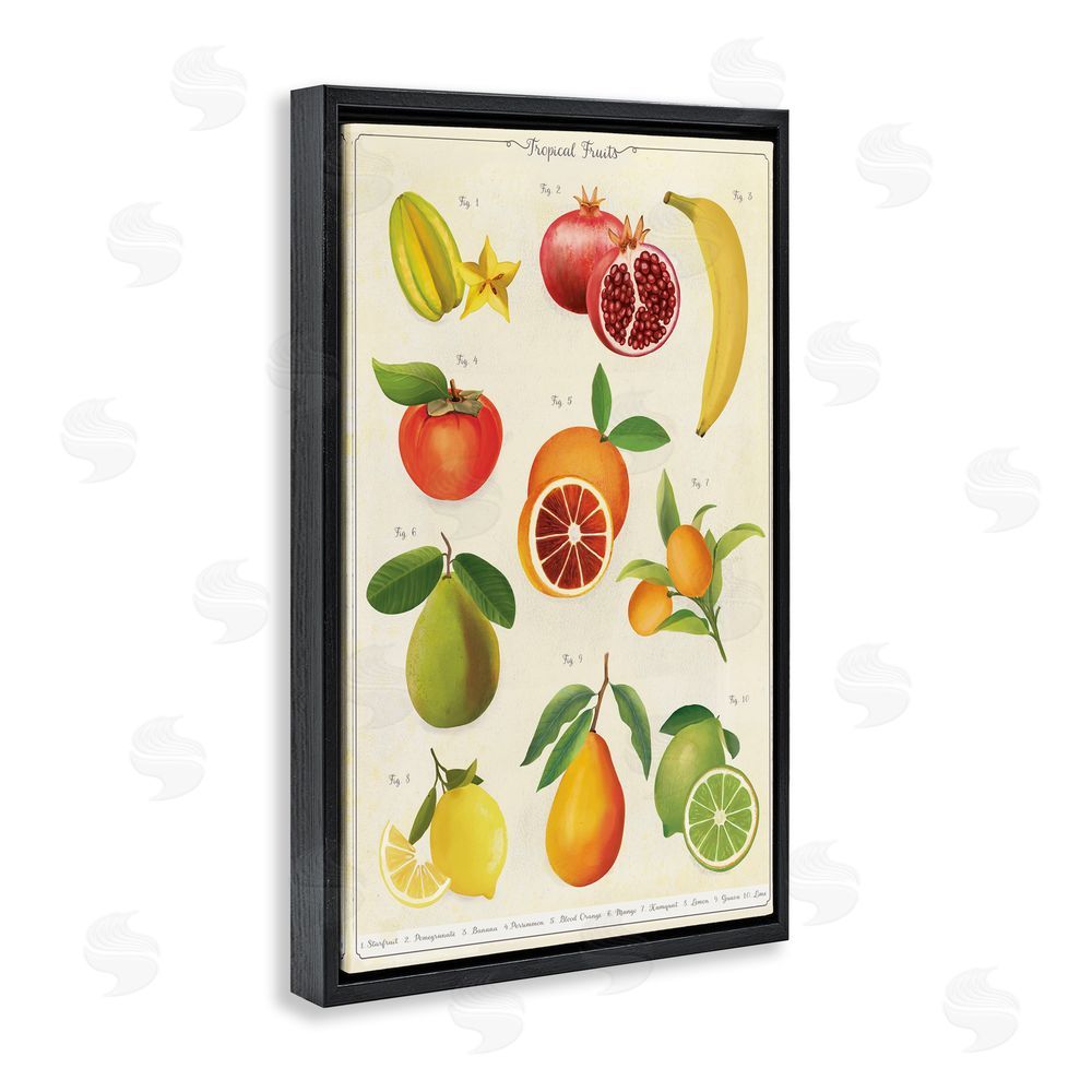 Diane Neukirch Vintage Tropical Fruit Studies Black Floating Framed Canvas Wall Art Print