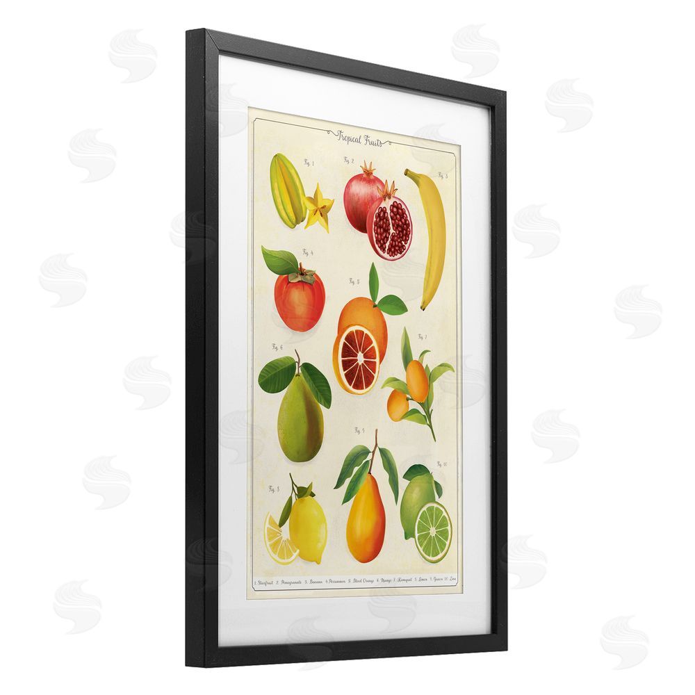 Diane Neukirch Vintage Tropical Fruit Studies Black Framed Print Under Glass with White Mat Wall Art