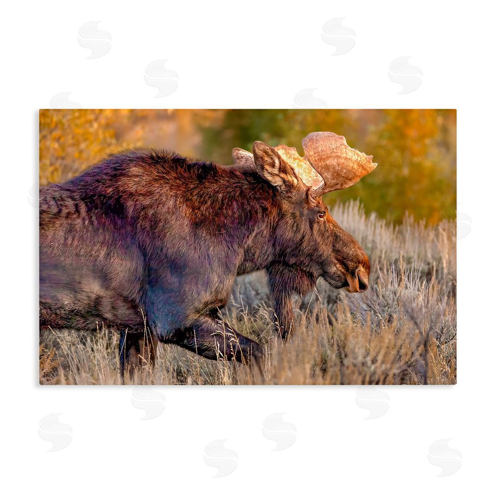 Shelley Carlisle Bull Moose At Dusk Stretched Canvas Wall Art Print