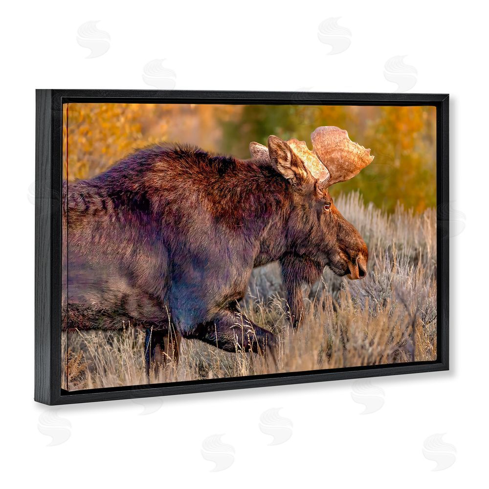 Shelley Carlisle Bull Moose At Dusk Black Floating Frame Canvas Wall Art Print
