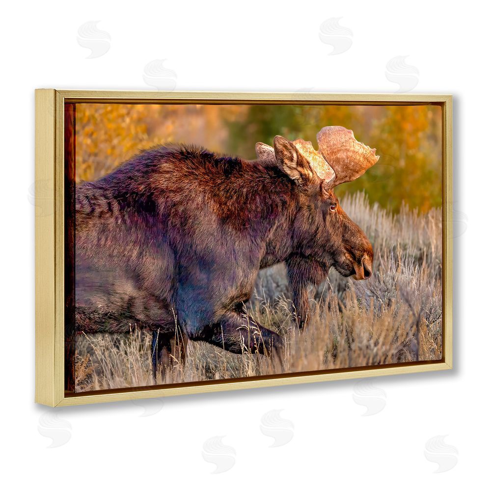 Shelley Carlisle Bull Moose At Dusk Gold Floating Frame Canvas Wall Art Print